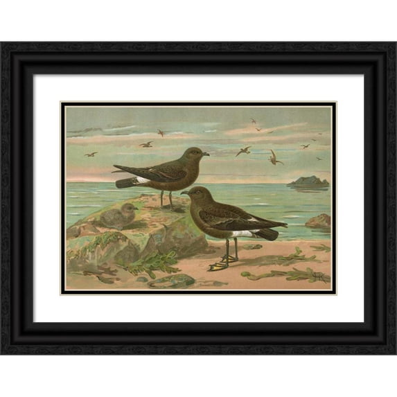 Johann Friedrich Naumann 18x14 Black Ornate Wood Framed Double Matted Museum Art Print Titled - Procellaria Pelagica, Oceanites Oceanicus (Kuhl)