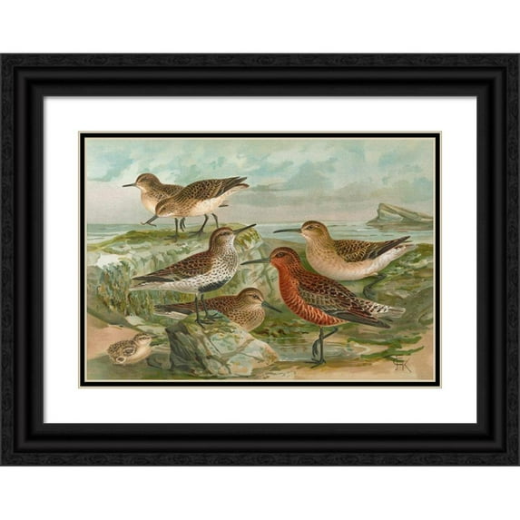 Johann Friedrich Naumann 18x14 Black Ornate Wood Framed Double Matted Museum Art Print Titled - Tringa Temincki Leisl, Tringa Alpine, Tringa Subarcuata