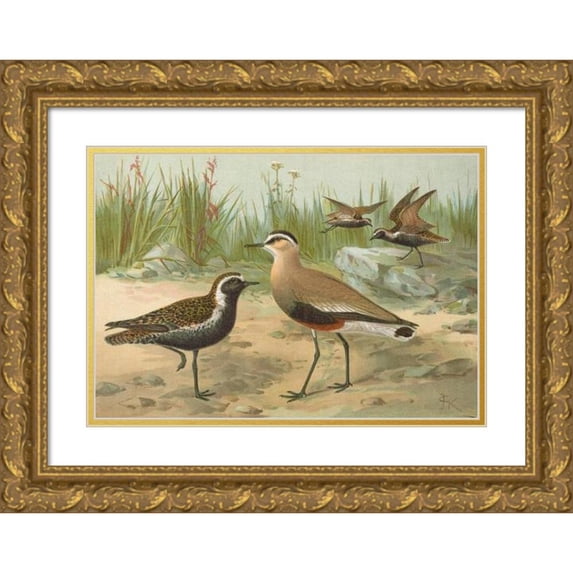 Johann Friedrich Naumann 18x14 Gold Ornate Wood Frame and Double Matted Museum Art Print Titled - Vanellus Common (Pal.), Charadrios Dominico St. Muller