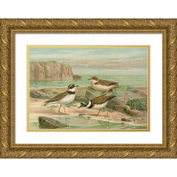 Johann Friedrich Naumann 18x14 Gold Ornate Wood Frame and Double Matted Museum Art Print Titled - Charadrius Hesitant