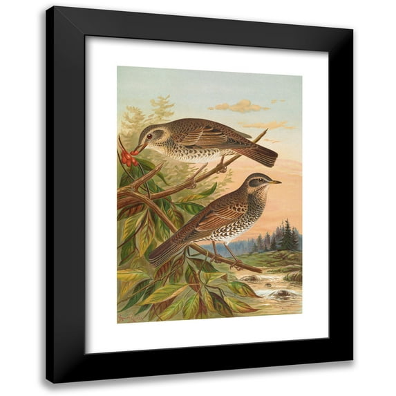 Johann Friedrich Naumann 18x24 Black Modern Framed Museum Art Print Titled - Sylvia Fuscatus