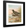 thumbnail image 1 of Johann Friedrich Naumann 18x24 Black Modern Framed Museum Art Print Titled - Totanus Brown, Totanus, 1 of 5