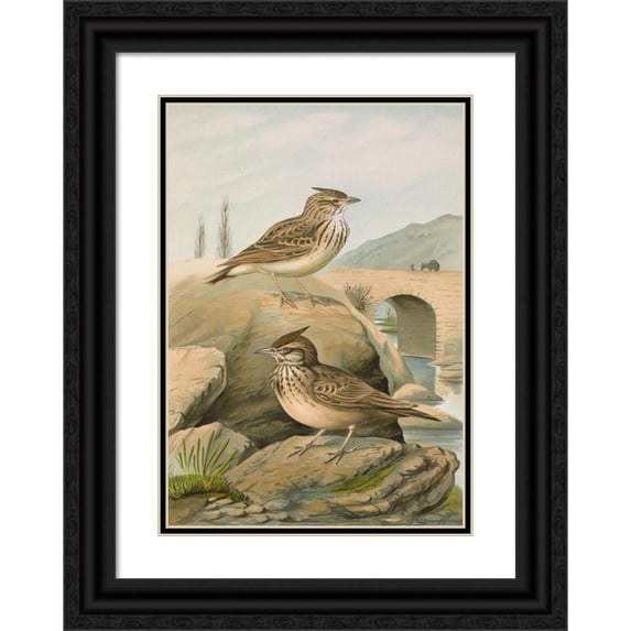 Johann Friedrich Naumann 18x24 Black Ornate Framed Double Matted Museum Art Print Titled: Gale Cristata, Gallery Theklae