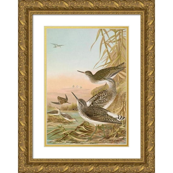 Johann Friedrich Naumann 18x24 Gold Ornate Framed and Double Matted Museum Art Print Titled - Totanus Ochropus, Totanus Glareola, Tringoids Hypoleucus