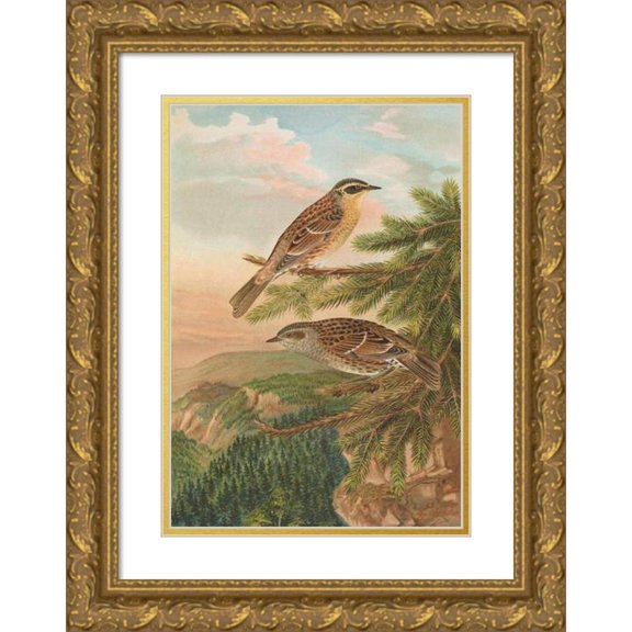 Johann Friedrich Naumann 18x24 Gold Ornate Framed and Double Matted Museum Art Print Titled - Accentor Modularis, Accentor Montanellus