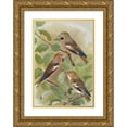 thumbnail image 1 of Johann Friedrich Naumann 18x24 Gold Ornate Framed and Double Matted Museum Art Print Titled - Coccothraustes Coccothraustes, 1 of 4