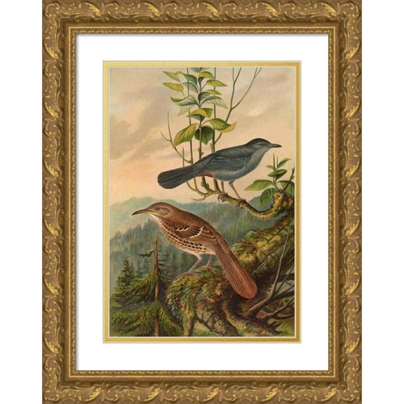Johann Friedrich Naumann 18x24 Gold Ornate Framed and Double Matted Museum Art Print Titled - Mimus Carolinensis, Harporhynchus Red