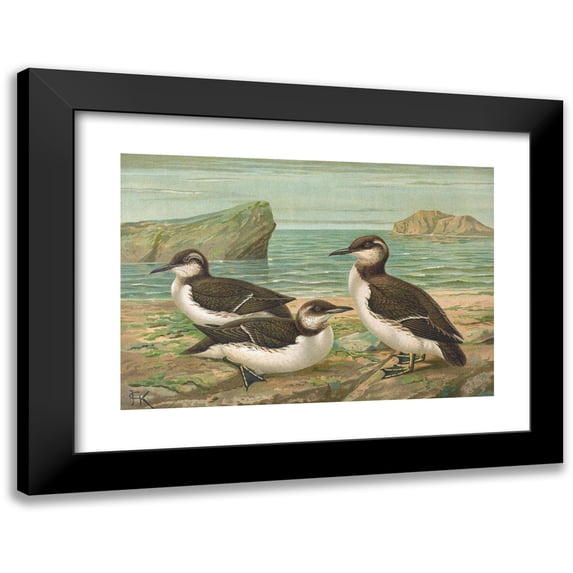 Johann Friedrich Naumann 24x18 Black Modern Framed Museum Art Print Titled - Uria Lomvia (L.), Uria Rhingvia Brunn