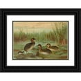 thumbnail image 1 of Johann Friedrich Naumann 24x18 Black Ornate Framed Double Matted Museum Art Print Titled: Colymbus Fluviatilis Tun., Little Rag Diver, 1 of 5