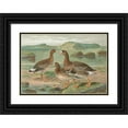 thumbnail image 1 of Johann Friedrich Naumann 24x18 Black Ornate Framed Double Matted Museum Art Print Titled: Considers Albifrons, 1 of 5