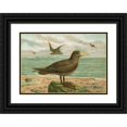 thumbnail image 1 of Johann Friedrich Naumann 24x18 Black Ornate Framed Double Matted Museum Art Print Titled: Ossifraga Gigantea (Gmel.), Riesen-Sturmvogel, 1 of 5