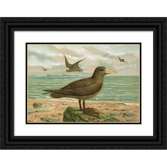 Johann Friedrich Naumann 24x18 Black Ornate Framed Double Matted Museum Art Print Titled: Ossifraga Gigantea (Gmel.), Riesen-Sturmvogel