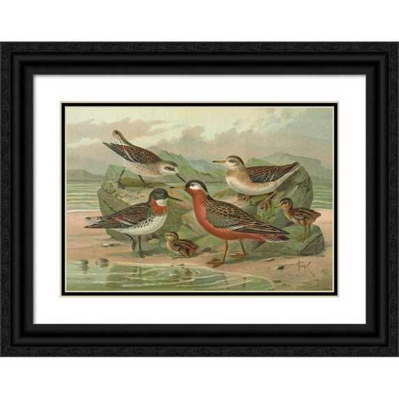 Johann Friedrich Naumann 24x18 Black Ornate Framed Double Matted Museum Art Print Titled: Phalaropns Fulicarius Phalaropus Lobatus