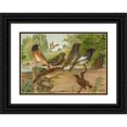 thumbnail image 1 of Johann Friedrich Naumann 24x18 Black Ornate Framed Double Matted Museum Art Print Titled: Ruticilla Titys, Ruticilla Phoenicurus, 1 of 5