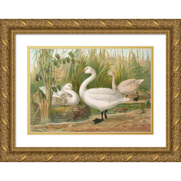 Johann Friedrich Naumann 24x18 Gold Ornate Framed and Double Matted Museum Art Print Titled - Cygnus Bewickii Yarrell
