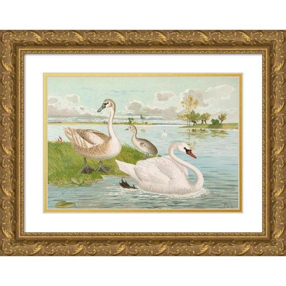 Johann Friedrich Naumann 24x18 Gold Ornate Framed and Double Matted Museum Art Print Titled - Cygnus Smell