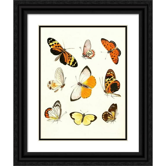 Johann Heinrich Sulzer 15x18 Black Ornate Wood Framed Double Matted Museum Art Print Titled - Dr. Sulzer's Short History of Insects, Pl. 14 (1776)