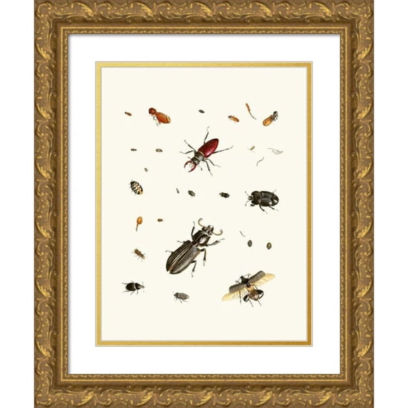 Johann Heinrich Sulzer 19x24 Gold Ornate Framed and Double Matted Museum Art Print Titled - Dr. Sulzer's Short History of Insects, Pl. 02 (1776)