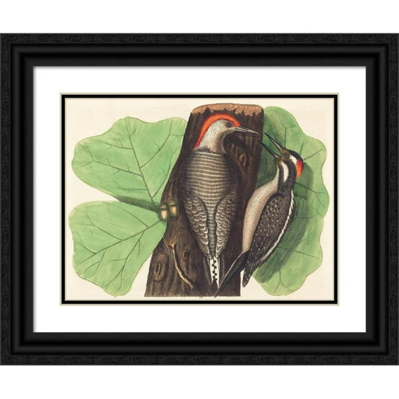 Johann Michael Seligmann 14x11 Black Ornate Wood Framed Double Matted Museum Art Print Titled: The Red Bellied Woodpecker (Picus Carolinus) (1743-1762)