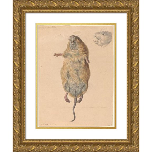 Johann Rudolph Schellenberg 18x24 Gold Ornate Framed and Double Matted Museum Art Print Titled - A Field Mouse, from Below (C. 1775)