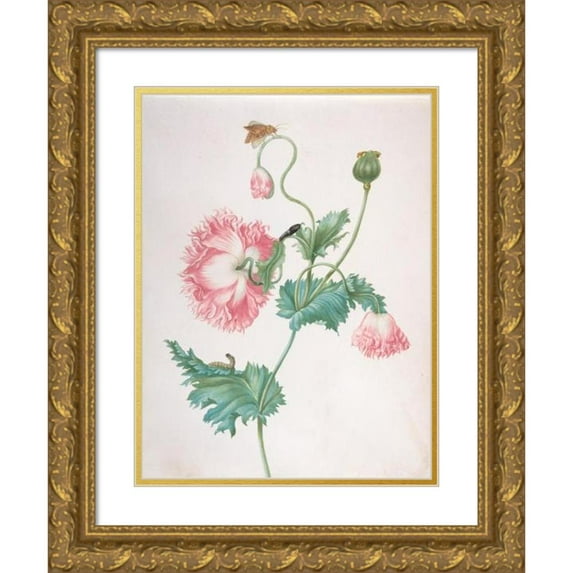 Johanna Helena Graff 19x24 Gold Ornate Framed and Double Matted Museum Art Print Titled - A Poppy in Three Stages of Flowering, with a Caterpillar, Pupa and Butterfly (Late 17th-Early 18th C