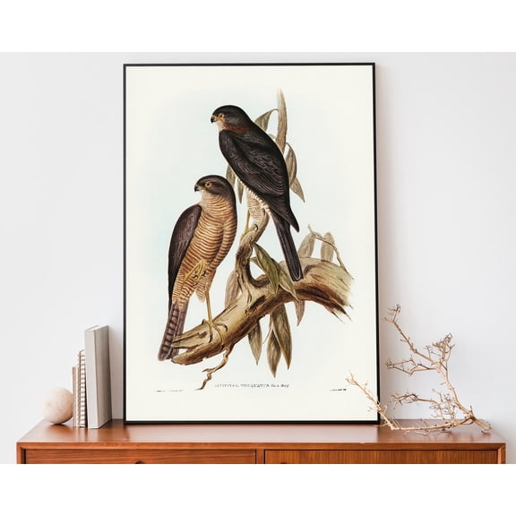 John Audubon Sparrow Hawk Art Print, Bird Of Prey Wall Art, Bird Lover Gift, Farmhouse Decor Wall Art, Modern Wall Decor, 24x36 UNFRAMED