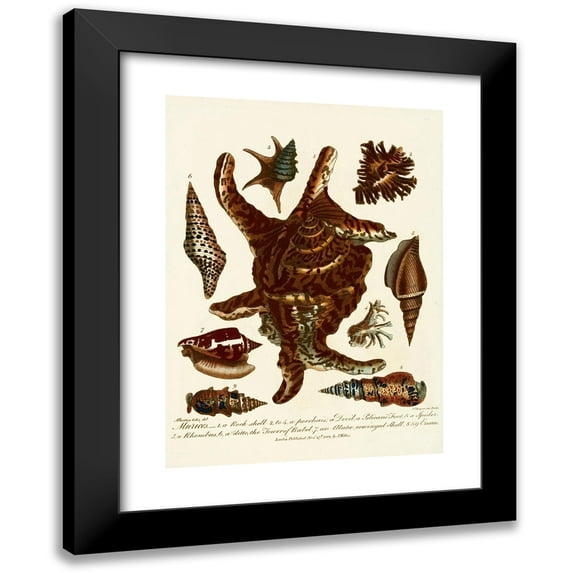 John Chapman 11x14 Black Modern Framed Museum Art Print Titled - Encyclopaedia London - Conchology Pl. 13 (1810)