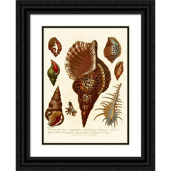 John Chapman 14x18 Black Ornate Wood Framed Double Matted Museum Art Print Titled - Encyclopaedia London - Conchology Pl. 12 (1810)