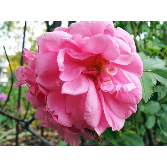 John Davis Climbing Antique Heirloom Rose - Super Hardy - 2.5" Pot