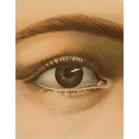 John Derian Picture Book - Hardcover