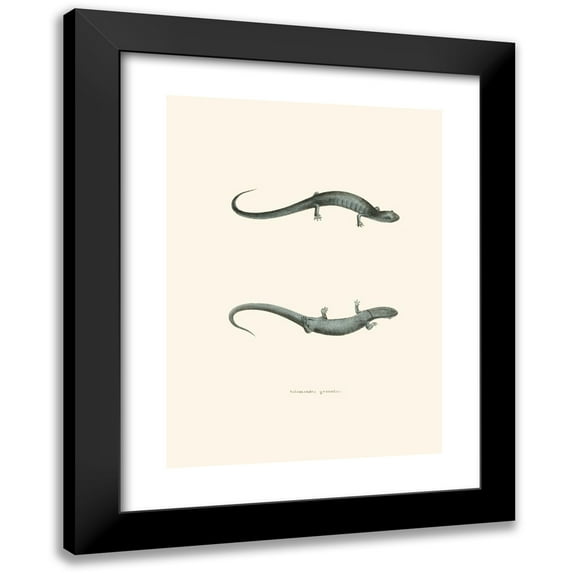 John Edwards Holbrook 11x14 Black Modern Framed Museum Art Print Titled - Salamander Granade (1842)