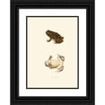 thumbnail image 1 of John Edwards Holbrook 11x14 Black Ornate Wood Framed Double Matted Museum Art Print Titled: Bufo Relative (1842), 1 of 5