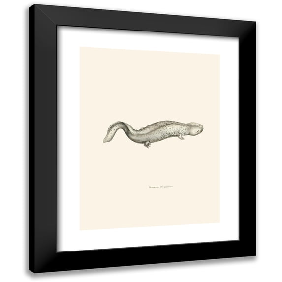 John Edwards Holbrook 12x14 Black Modern Framed Museum Art Print Titled - Menopoma Alleghanensis (1842)