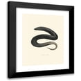 thumbnail image 1 of John Edwards Holbrook 15x18 Black Modern Framed Museum Art Print Titled - Amphiuma Tridactyla (1842), 1 of 5