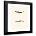 thumbnail image 1 of John Edwards Holbrook 18x24 Black Modern Framed Museum Art Print Titled - Triton Nigra (1842), 1 of 5