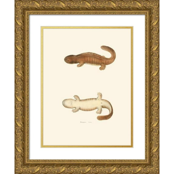 John Edwards Holbrook 19x24 Gold Ornate Framed and Double Matted Museum Art Print Titled - Menopoma Beetle (1842)