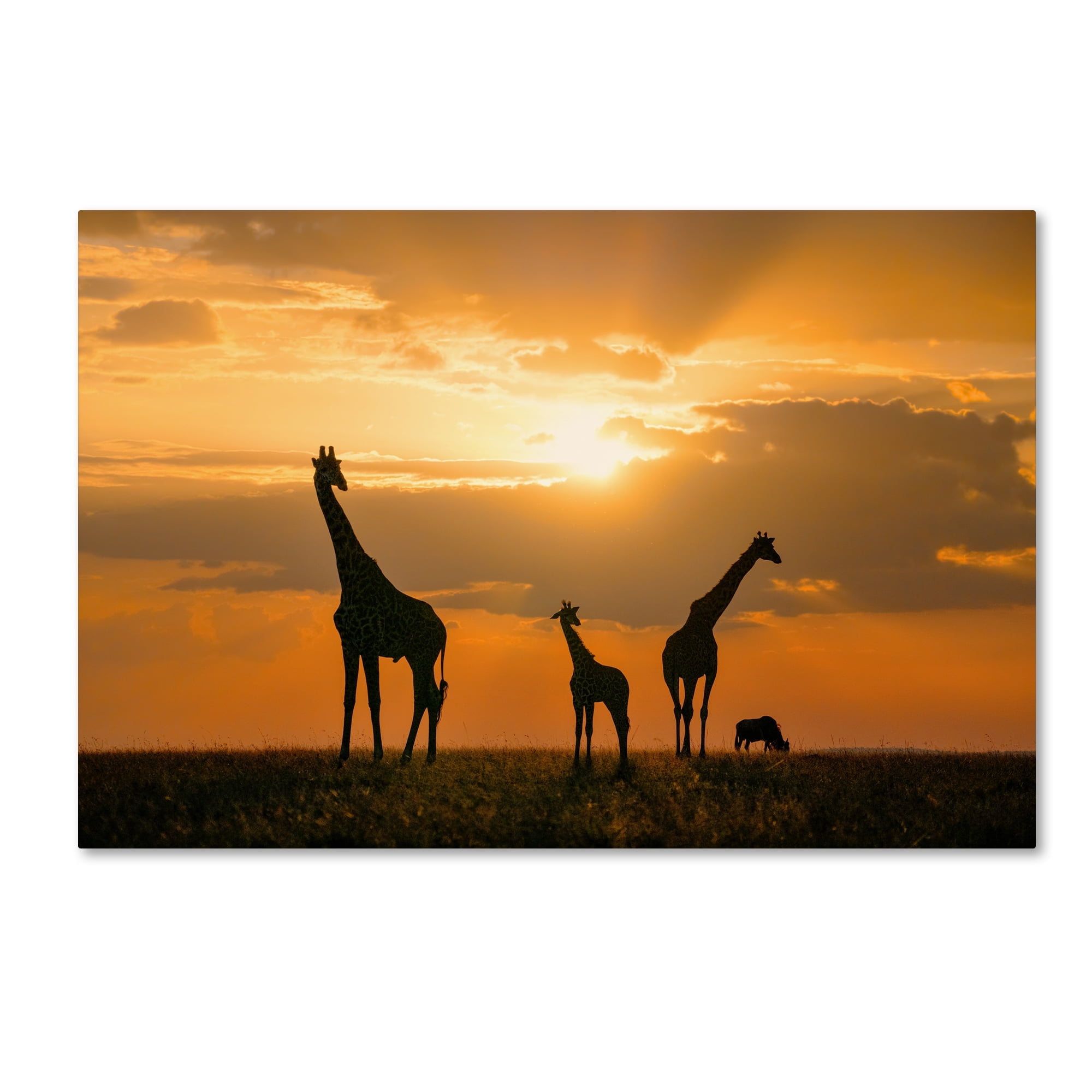 Golden Sunset Giraffes 16x24 Canvas Art with Wooden Frame