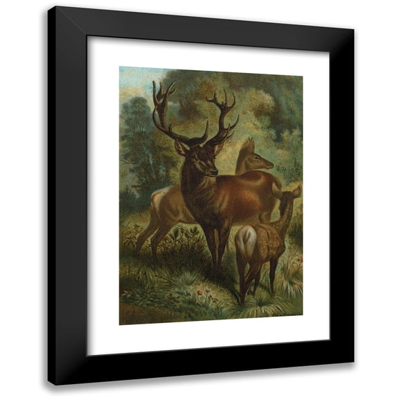 John George Wood 11x14 Black Modern Framed Museum Art Print Titled - Stag, or Red Deer. (1898)