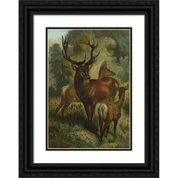 John George Wood 14x18 Black Ornate Wood Framed Double Matted Museum Art Print Titled - Stag, or Red Deer. (1898)