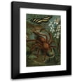 thumbnail image 1 of John George Wood 16x24 Black Modern Framed Museum Art Print Titled - Crab-Spider, or Matoudou. (1898), 1 of 5
