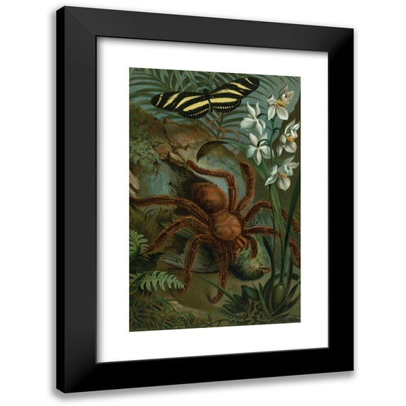 John George Wood 16x24 Black Modern Framed Museum Art Print Titled - Crab-Spider, or Matoudou. (1898)