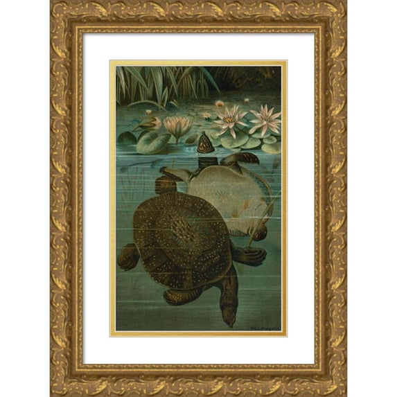 John George Wood 17x24 Gold Ornate Framed and Double Matted Museum Art Print Titled - Soft Turtles. (1898)