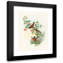 John Gould 11x14 Black Modern Framed Museum Art Print Titled - Helianthea Eos (Golden Star-Frontlet)