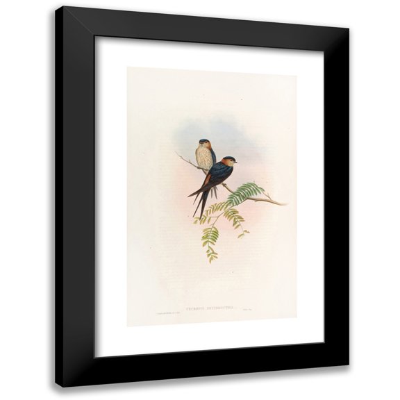 John Gould 11x14 Black Modern Framed Museum Art Print Titled - Indian Mosque-Swallow (1850-1883)