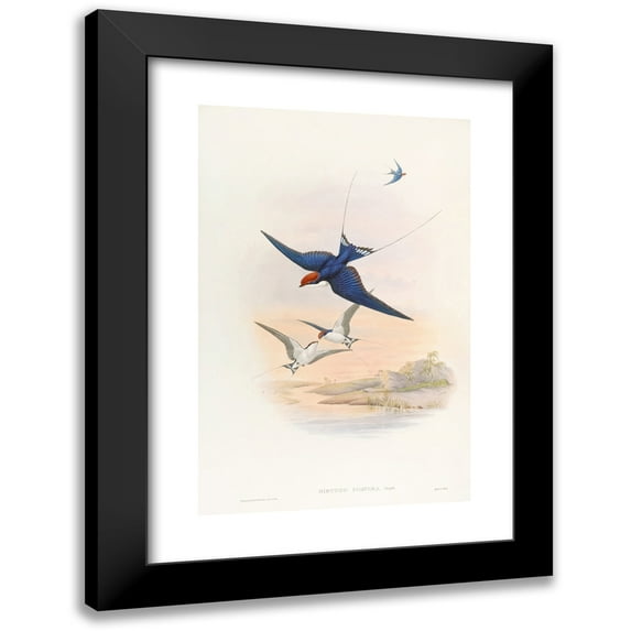 John Gould 11x14 Black Modern Framed Museum Art Print Titled - Wire-Tailed Swallow (1850-1883)