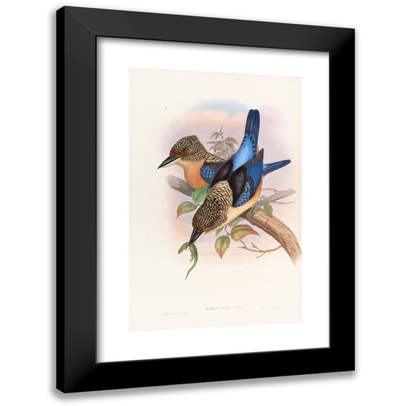 John Gould 13x18 Black Modern Framed Museum Art Print Titled - Mantled Kingfisher (1850-1883)