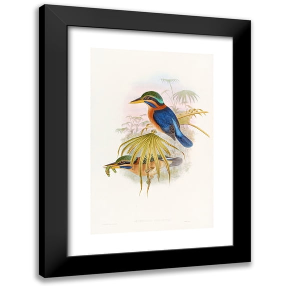 John Gould 13x18 Black Modern Framed Museum Art Print Titled - Sumatra Kingfisher (1850-1883)