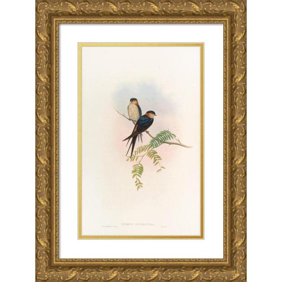John Gould 13x18 Gold Ornate Wood Frame and Double Matted Museum Art Print Titled - Indian Mosque-Swallow (1850-1883)