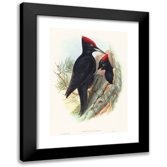 John Gould 14x18 Black Modern Framed Museum Art Print Titled - Great Black Woodpecker (Dryocopus Martius)