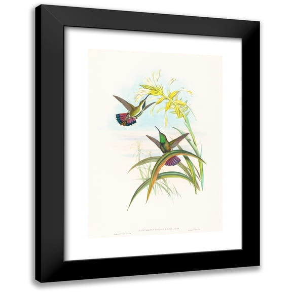 John Gould 14x18 Black Modern Framed Museum Art Print Titled - Lampornis Veraguensis (Veraguan Mango)